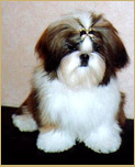 Y versace From Audrey's Paradise